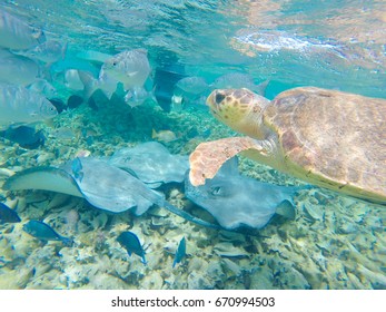 Day Trip Snorkeling From Caye Caulker Belize On Coral Reefs