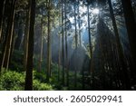 Day view of Alishan National Forest Recreation Area is in central Taiwan. It’s dominated by the Alishan Mountains. 