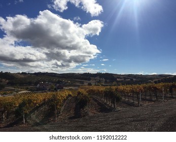 A day in a vineyard 