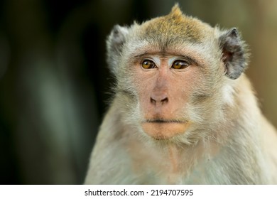 Daydreaming Monkey Expression Portrait On Clear Background