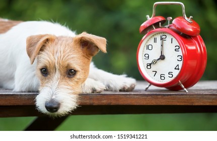 Daylight savings time, cute pet dog puppy with a red retro alarm clock, web banner