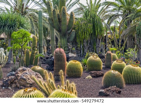 Daylight summer scene shot on Canary Islands in 2016, showing the huge cactus diversity in different forms, sizes and lengths. 