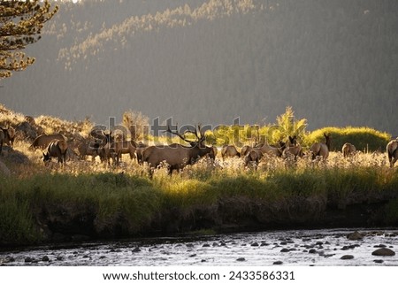 As daylight wanes, a gathering of elk beside the river enjoys the coolness of the evening, undisturbed in their natural riverside sanctuary.