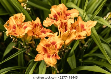 Daylilies flowers or Hemerocallis. Daylilies on green leaves background in summer. 
