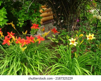 Daylilies:  Hemerocallis "Bonanza" and Hemerocallis "Longfields Pearl"- decoration of the late summer garden, August 2022.