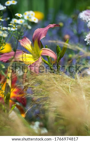 Similar – Image, Stock Photo Flower mixture II Nature