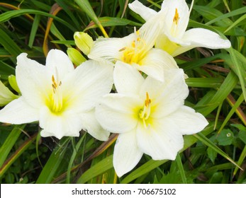 daylilly
