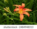 Daylily brown-yellow with flowers and buds - flowering ornamental plant Hemerocallis or ditch-lily. Beautiful flower in the garden. Soft Selective Focus