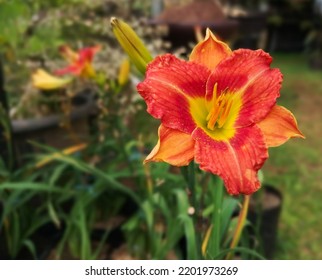 A Daylily Or Day Lily Is A Flowering Plant In The Genus Hemerocallis, A Member Of The Family Asphodelaceae, Subfamily Hemerocallidoideae. 