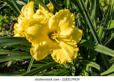 Daylily Egg Yolk, Macro Photography Of Lilies On A Summer Day. Garden Lily Of Beauty With Petals Close-up Garden Photo. Wallpaper With A Lily Plant