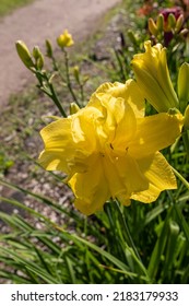 Daylily Egg Yolk, Macro Photography Of Lilies On A Summer Day. Garden Lily Of Beauty With Petals Close-up Garden Photo. Wallpaper With A Lily Plant