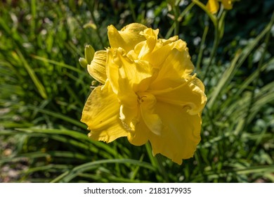 Daylily Egg Yolk, Macro Photography Of Lilies On A Summer Day. Garden Lily Of Beauty With Petals Close-up Garden Photo. Wallpaper With A Lily Plant