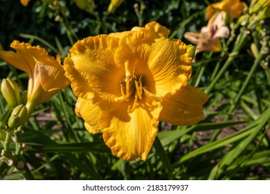 Daylily Egg Yolk, Macro Photography Of Lilies On A Summer Day. Garden Lily Of Beauty With Petals Close-up Garden Photo. Wallpaper With A Lily Plant