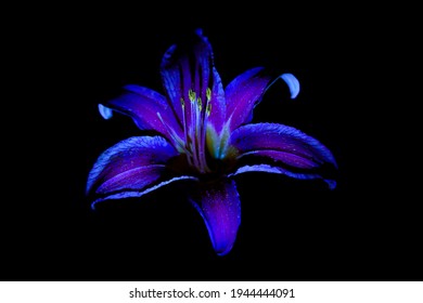 Daylily flower close-up on a black background. UV, fluorescent light