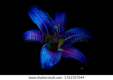 Daylily flower close-up on a black background. UV, fluorescent light