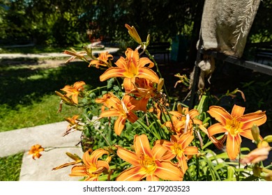 Daylily Flower Is A Genus Of Plants Of The Daylily Family Asphodelaceae