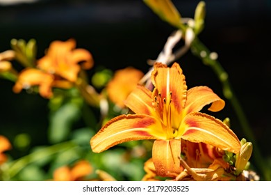 Daylily Flower Is A Genus Of Plants Of The Daylily Family Asphodelaceae