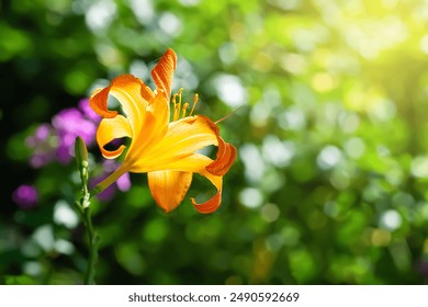 Daylily flower. Glowing orange daylily close-up. Selective soft focus - Powered by Shutterstock