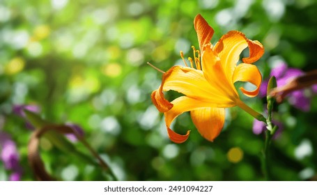 Daylily flower. Glowing orange daylily close-up. Soft focus - Powered by Shutterstock