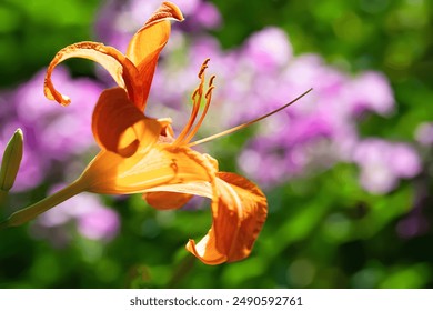 Daylily flower. Glowing orange daylily in the garden close-up. Selective soft focus. - Powered by Shutterstock