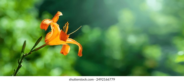 Daylily flower. Orange daylily close-up. Soft focus - Powered by Shutterstock