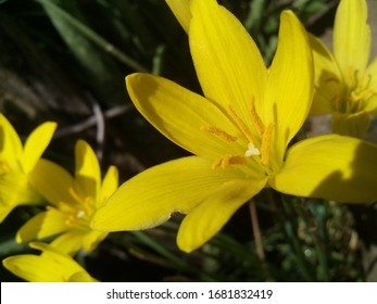 The Daylily Is A Flowering Plant In The Genus Hemerocallis, A Member Of The Family Asphodelaceae, Subfamily Hemerocallidoideae. 