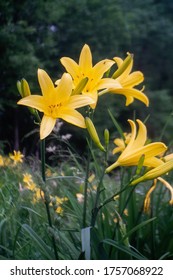 Daylily Is A Flowering Plant In The Genus Hemerocallis  A Member Of The Family Asphodelaceae, Subfamily Hemerocallidoideae. Close Up.