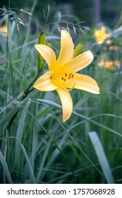 Daylily Is A Flowering Plant In The Genus Hemerocallis  A Member Of The Family Asphodelaceae, Subfamily Hemerocallidoideae. Close Up.