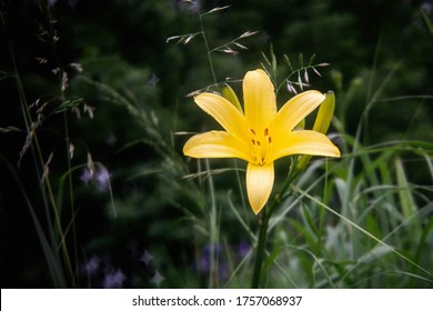 Daylily Is A Flowering Plant In The Genus Hemerocallis  A Member Of The Family Asphodelaceae, Subfamily Hemerocallidoideae. Close Up.