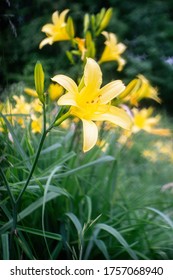 Daylily Is A Flowering Plant In The Genus Hemerocallis  A Member Of The Family Asphodelaceae, Subfamily Hemerocallidoideae. Close Up.