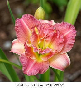 Daylily 'Lacy Doily' with bitone double pink flower