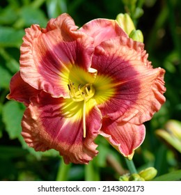 Daylily 'Little Baby Mine' Pink With Deep Rose Pink Eyezone Above Green Throat 