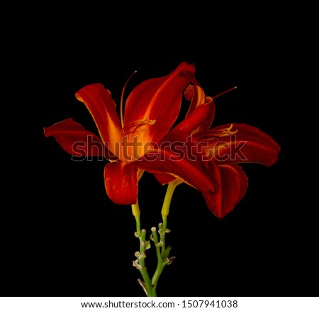 Daylily low key macro of a yellow red glowing blossom pair,black background,detailed texture, fine art still life vintage painting style