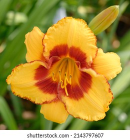 Daylily 'Lowcountry Wildfire' with yellow flower and red eye