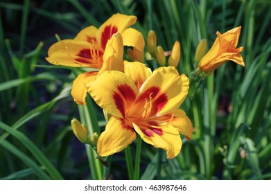 Daylily Of The Species Fooled Me In Summer