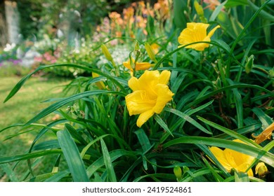 Daylily Stella de Oro yellow flower - Latin name - Hemerocallis Stella de Oro