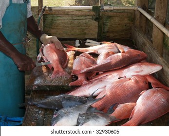 A Days Catch Of Large Red Snapper And Trigger Fish Being Cleaned, Which Was Caught In The Florida Gulf.