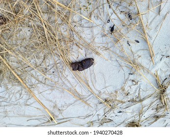A days old dog turd left in the sand at the beach. The dog poop is dried, black, and has been neglected for a while polluting the sandy area in Nova Scotia, Canada. There's tall grass in the sand dune