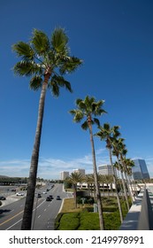 Daytime Palm Framed View Of The Orange County Downtown Skyline Of Irvine, California, USA.