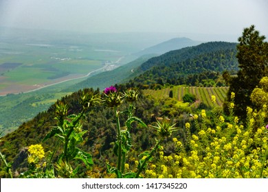 Daytime Spring View In Upper Galilee, Israel