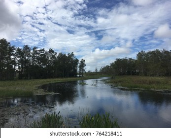 daytime in the swamps of Louisiana and Florida