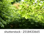 A daytime view looking up at tree branches in a park, with vibrant green leaves illuminated by backlighting, creating a vivid contrast against the sky.