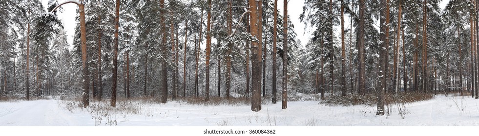 Daytime View Of The Snowy Winter Pine Forest