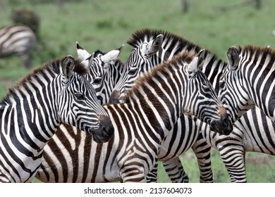 Dazzle Of Zebra Heads In The Maasai Mara