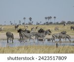 Dazzle of Zebra and Wildebeest in the Makgadagadi Pans of Botswana