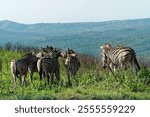 A dazzle of zebras grazing in a green field in the Hluhluwe reserve, Africa