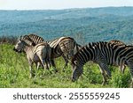 A dazzle of zebras grazing in a green field in the Hluhluwe reserve, Africa