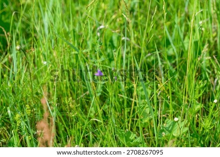 A dazzling patch of vibrant green grass accompanied by a stunning purple wildflower in nature