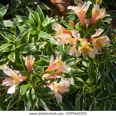 Dazzling Princess Lilies, Alstroemeria ,Peruvian Lilies  family Alstroemeriaceae with striped, blotched yellow spotted flowers are stringy, bulbous rhizomes  producing  blooms from spring to autumn.