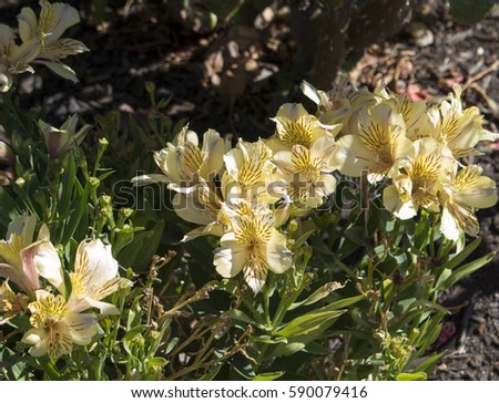 Dazzling Princess Lilies, Alstroemeria ,Peruvian Lilies  family Alstroemeriaceae with striped, blotched and  spotted flowers are stringy, bulbous rhizomes  producing  blooms from  spring to autumn.